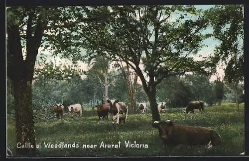 AK Ararat, Cattle at Woodlands