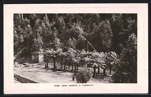 AK S. Tasmania, Fern Tree Bower