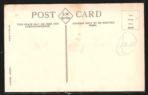 AK Sydney, Lavender Bay