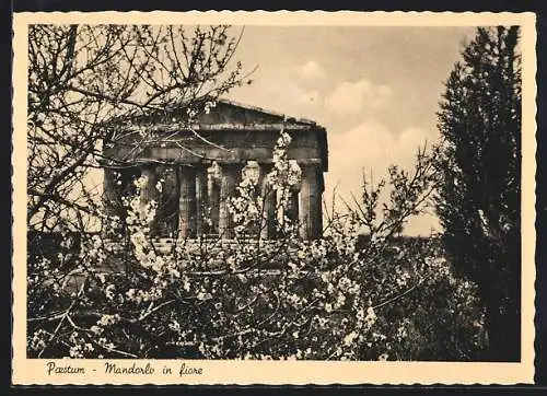 AK Paestum, Mandorlo in fiore