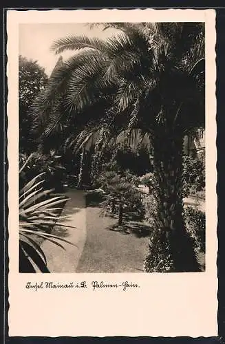 AK Insel Mainau i. B., Palmen-Hain