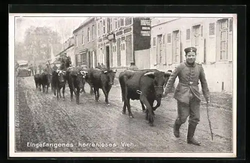 AK Soldaten mit Kühen auf einer Strasse
