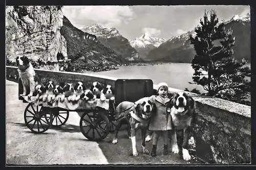 AK Flüelen, Kind mit Bernhardiner-Gespann, Montage