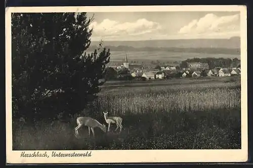 AK Herschbach / Unterwesterwald, Totale von der Bergwiese aus gesehen