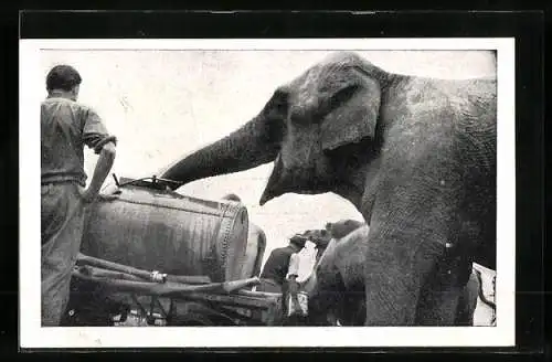 AK Circus Willy Hagenbeck, Elefant Mary hat Durst