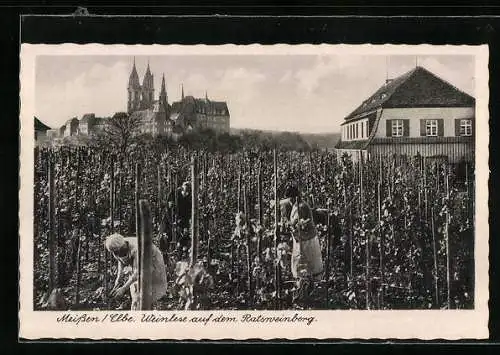 AK Meissen / Elbe, Weinlese auf dem Ratsweinberg