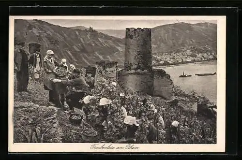 AK Bauern bei der Traubenlese am Rhein