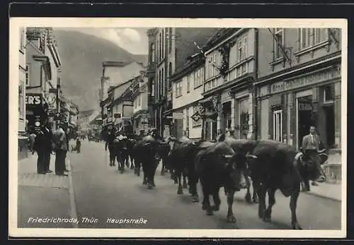AK Friedrichroda, Kühe auf der Hauptstrasse
