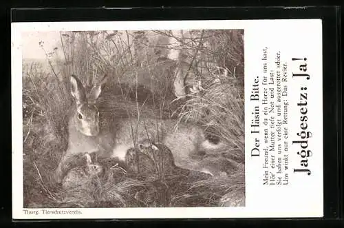 AK Der Häsin Bitte, Jagdgesetz: Ja!, Thurg. Tierschutzverein, Häsin säugt ihre Jungen