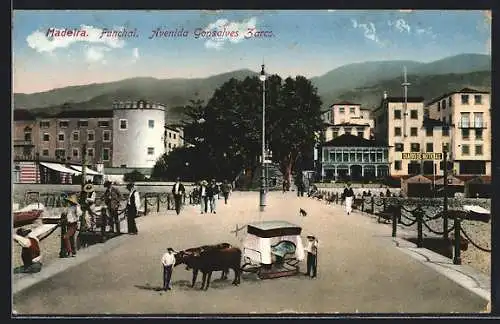 AK Funchal /Madeira, Avenue Gonsalves Zarco