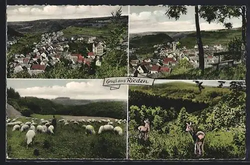 AK Rieden / Eifel, Teilansicht, Hirte mit Schafen, Reh und Rehbock
