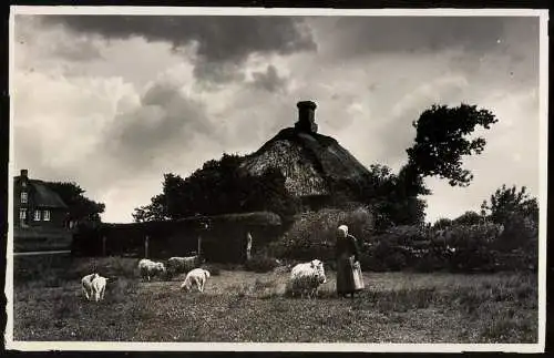 Fotografie Hans Herold, Westerland, Ansicht Westerland / Sylt, Bäuerin mit Schafen auf ihrer Weide