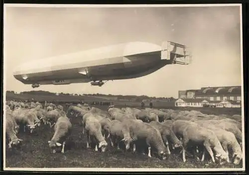 Fotografie Zeppelin Luftschiff LZ-6 mit Luftschiffhalle im Hintergrund und Schafherde
