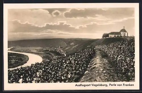 AK Vogelsburg, Perle von Franken, Blick den Hang hinab über die Weinreben zum Fluss