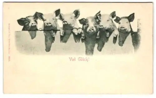 Relief-AK Schweine wünschen Viel Glück!