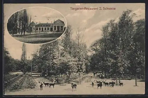 AK Hannover, Tiergarten-Restaurant von J. Schwarze, Damwild auf der Terrasse