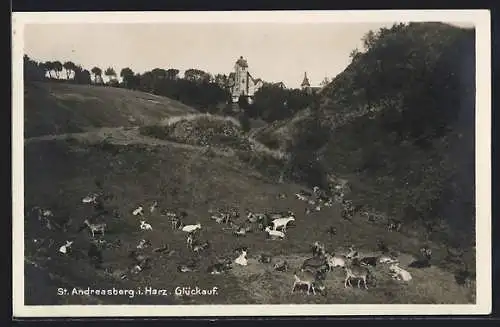 AK St. Andreasberg i. Harz, Ziegen auf der Weide