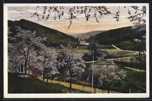 AK Walkmühle im Mühltal, Blick ins Tal zur Frühlingsblüte
