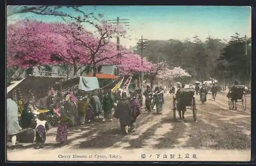 AK Tokyo, Cherry Blossoms at Uyeno