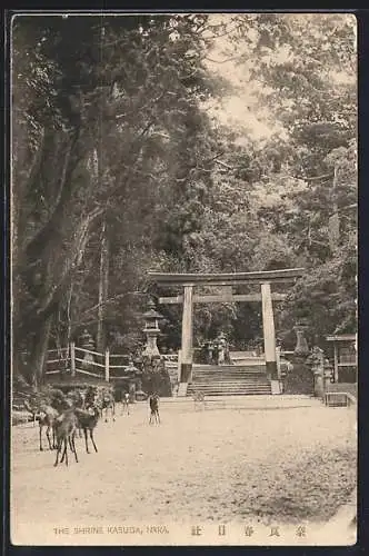 AK Nara, The Shrine Kasuga