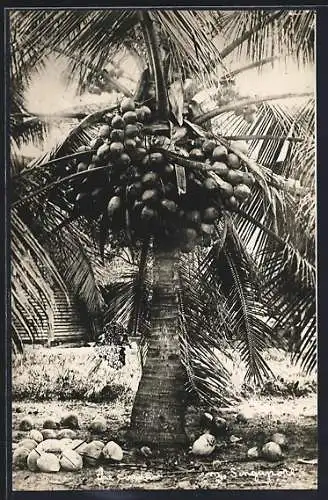 AK Singapur, Kokosnusspalme