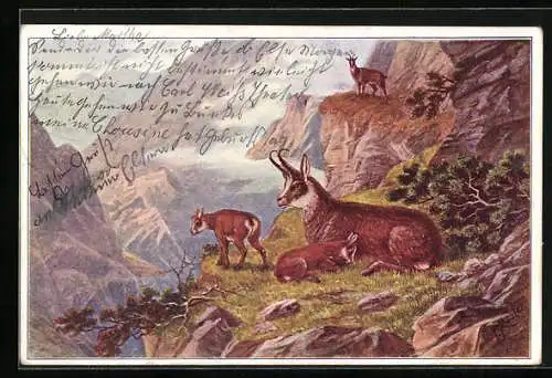 Künstler-AK Gemsen-Familie in den Bergen