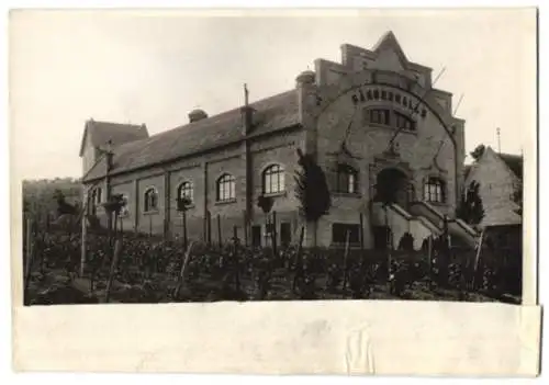 Fotografie Buss & Kupfer, Bad Kreuznach, Ansicht Spiesheim, die Sängerhalle mit Weinreben