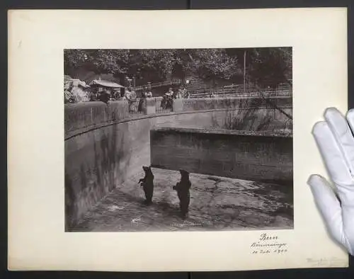 Fotografie unbekannter Fotograf, Ansicht Bern, Bären im Bärenzwinger bettel nach Essen, Schaulustige Besucher, 1900