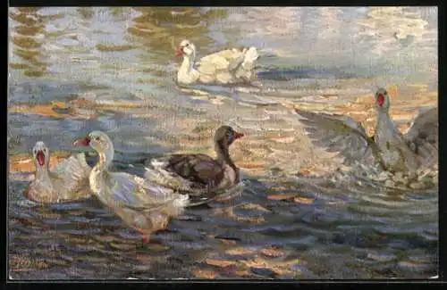 AK Gänse im Teich