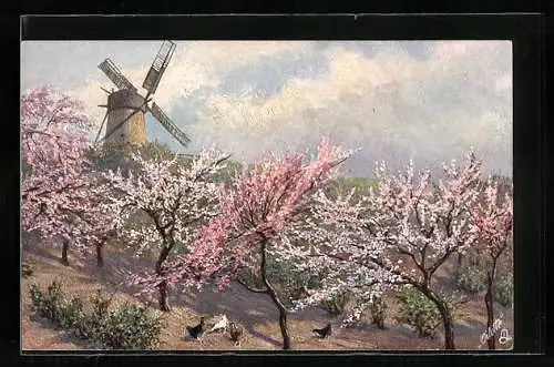 Künstler-AK Raphael Tuck & Sons Nr. 258: Windmühle mit Hühnern bei Baumblüte