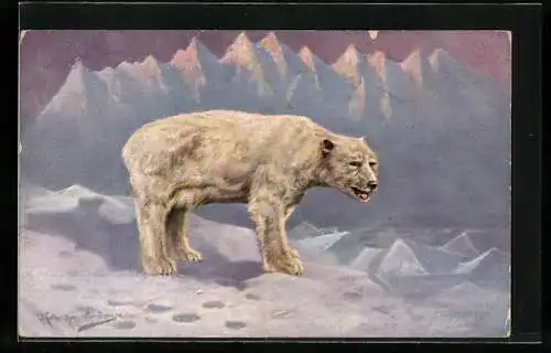 Künstler-AK M. Müller jun.: Hungernder Eisbär in der Arktis