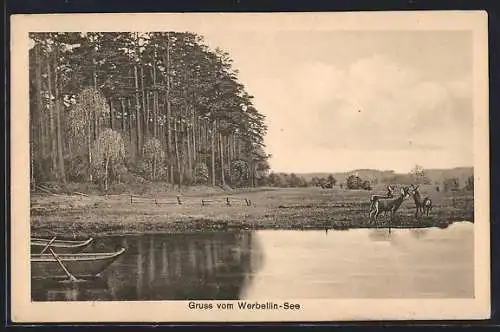 AK Werbellin-See, Rehe am Ufer