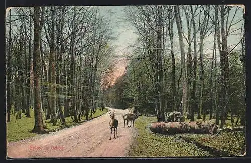 AK Syke, Im Gehölz, Rotwild