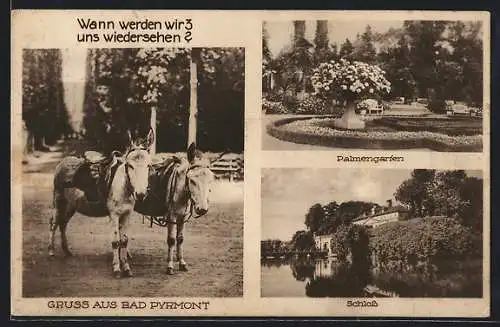 AK Bad Pyrmont, Schloss, Gesattelte Esel, Palmengarten