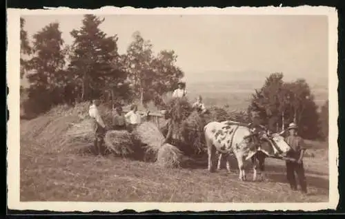 AK Bauern mit Rindergspann bei der Heuernte