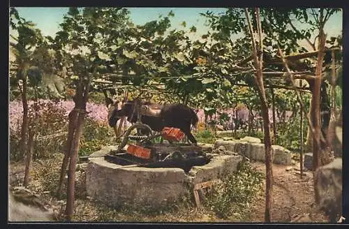 AK Riviera Ligure, Sistema d`irrigazione