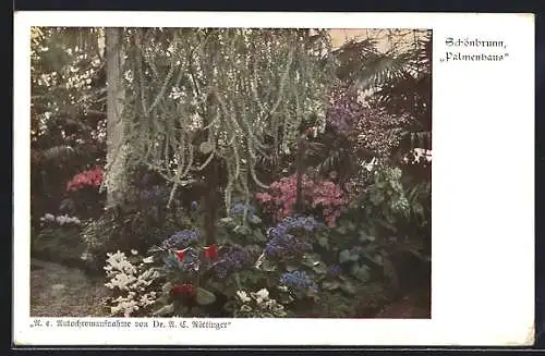 AK Deutscher Schulverein Nr. 629: Schönbrunn, Palmenhaus