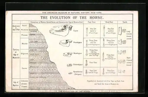Künstler-AK New York, The American Museum of Natural History, Equus, Mesohippus, Protorohippus, Ausgrabung