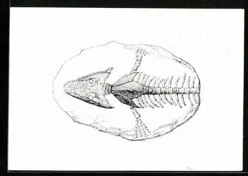 Künstler-AK Archegosaurus Decheni