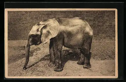 AK Hannover, Elefant im Zoo