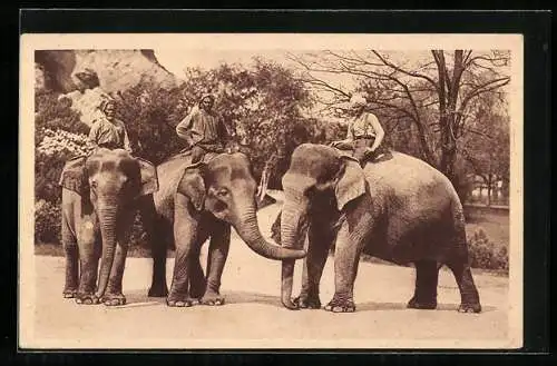 AK Hamburg-Stellingen, Hagenbecks Tierpark, Elefanten mit Reitern auf dem Rücken