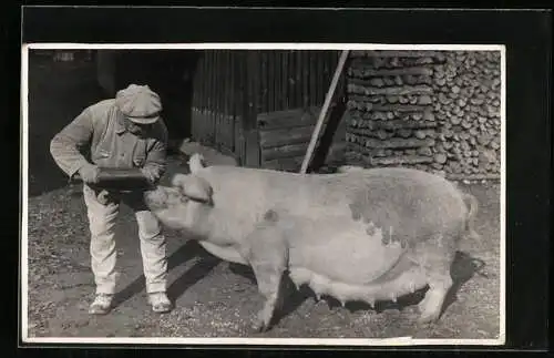 Foto-AK Bauer beim Füttern einer trächtigen Sau