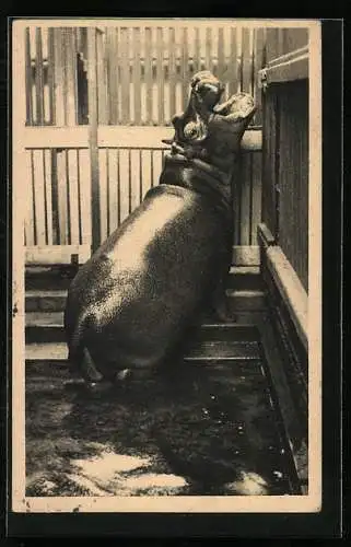 AK Hannover, Zoologischer Garten, Flusspferd im Gehege