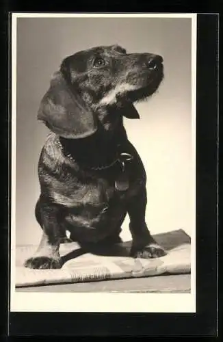 Foto-AK Portrait eines jungen Dackels
