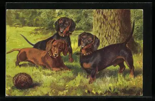 AK Drei Dackel beäugen einen zum Ball zusammengerollten Igel