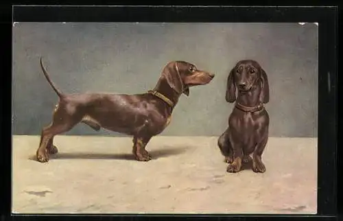 AK Brauner Glatthaar Dackel-Rüde seitlich und von vorn