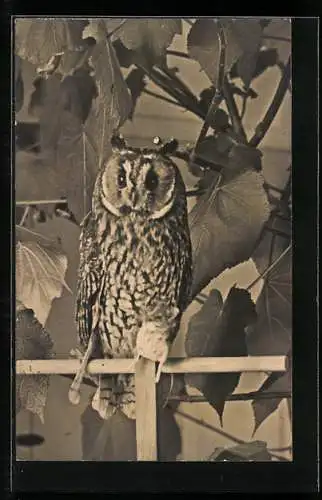 Foto-AK Uhu auf einem Holzzaun unter Blättern