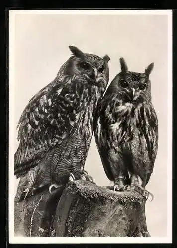AK Uhu-Paar, links das Weibchen, rechts das Männchen, Vogelwarte Rossitten
