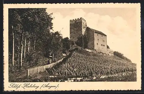 AK Habsburg /Aargau, Burg mit Weinberg
