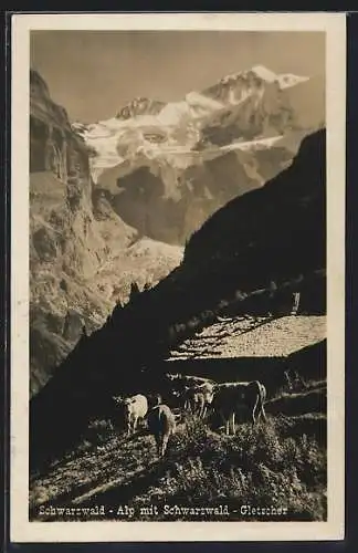 AK Meiringen, Schwarzwald-Alp, Kühe mit dem Schwarzwald-Gletscher